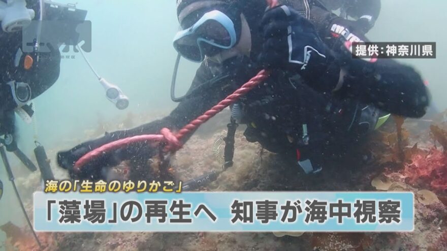 【ニュース】藻場の再生へ　黒岩知事が海中視察　三浦市