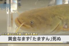 【ニュース】黄金ナマズ「たまずん」死ぬ　川崎市多摩区