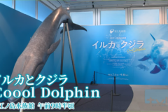 【ニュース】新江ノ島水族館で夏だけの特別展「イルカとクジラCooolDolphin」開催中！