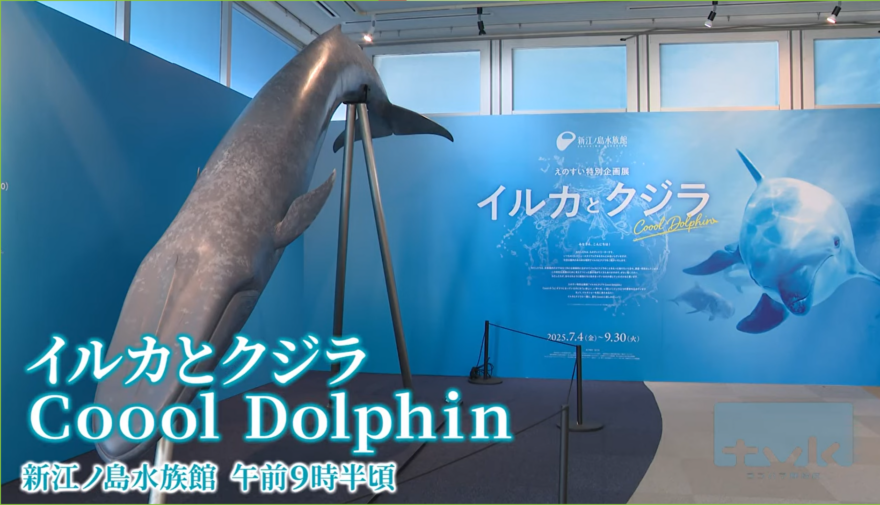 【ニュース】新江ノ島水族館で夏だけの特別展「イルカとクジラCooolDolphin」開催中！