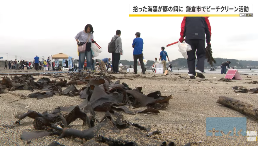 【ニュース】拾った海藻がブランド豚の餌に！ 鎌倉・由比ヶ浜海岸でビーチクリーン