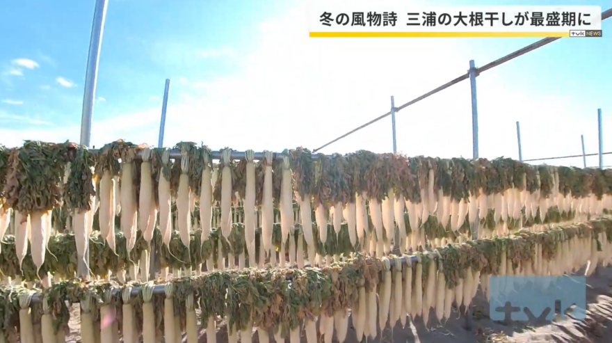 【ニュース】海風が育てる冬の味覚 　三浦海岸で大根干しが最盛期に