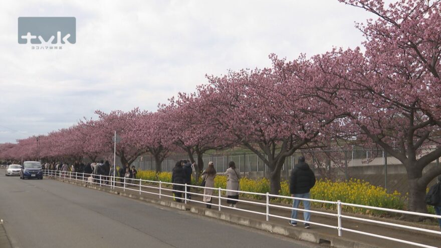 【ニュース】三浦海岸の河津桜　開花早まり見頃迎える